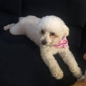 Meet your Posher, Jose